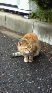 �J�オ��̏o�