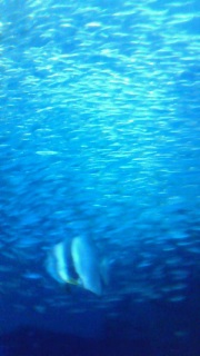 �������E��n����̌Q��