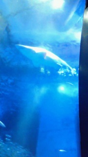 �������炱���̑��݊�