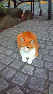 ���݂��A�Ë�����؂ł�