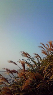 ���ꂾ���ŏH���v�킹��