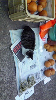 �����͗��������̂ɂ�`