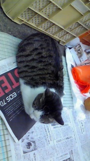 �V���̏�͍ō��Ȃ̂ɂ�`