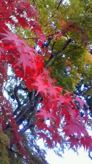 �ʂ�ꂽ�i�F�ɖ��������