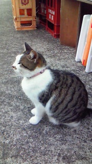 ���ꂩ��̌N�ɁA�K������������K��܂��悤��