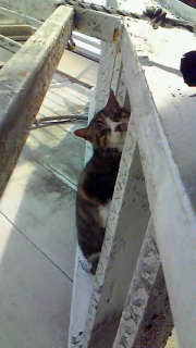 �������ǂ�����͐Q���