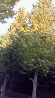 ����Ȃɂ�����t�����Ă��܂���