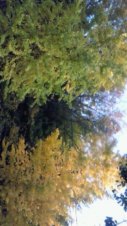 ���R���Ă���ς肷����