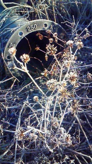 �������ɂ�ł��܂��O��