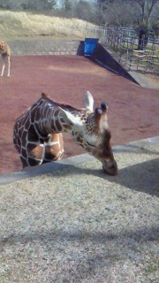 �ő��ɂȂ��`�����X�������̂�����