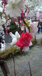 �����炱���������Ă��܂�