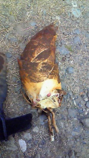 �t��T���ɍs��