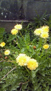 �C�����ق����肵�܂���