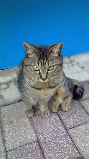 ���̎d�������܂�܂���