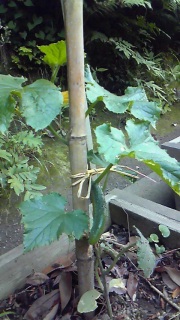 �撣���đ傫���Ȃ��Ă�