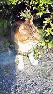 ���ߕt���̂����A�����