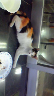 ���̋��������