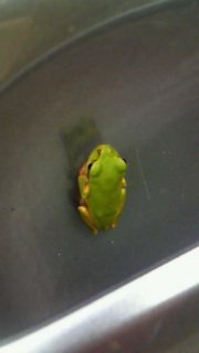 �x�e���ł����H