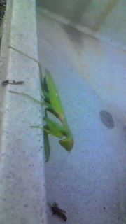 �N�̗Y�p�͂܂����x�Ƃ������Ƃ�