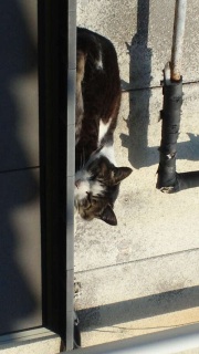 �C�����悳�����ł���