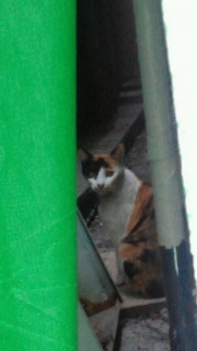 ���Ԃ��炱��ɂ���