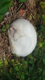 �Y�[���C�����Ă݂܂���