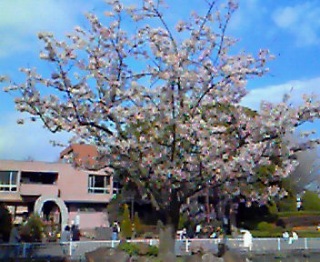 �U��}���Ȃ��ŁA�t�̉Ԃ�