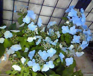 �����͒g��������ǉJ�͍~��Ȃ��񂾂�