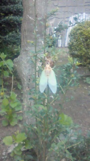 ����t�A�撣���Ă�