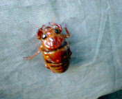 ���������N�̂��Ƃ��v���o������