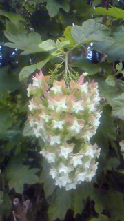 �N�Ƃ̏o����L�O����