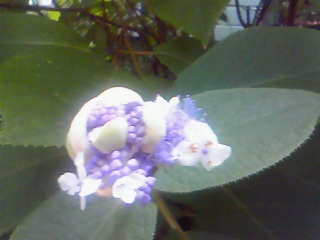 �Y��ȉԂ��炩���Ă�