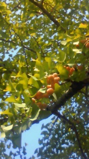 ���̐�͂��܂蓾�ӂ���Ȃ���