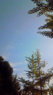 �Ƃ肠�����A���Č������玸�炩����